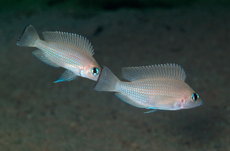 Neolamprologus leloupi 'Kapampa'
